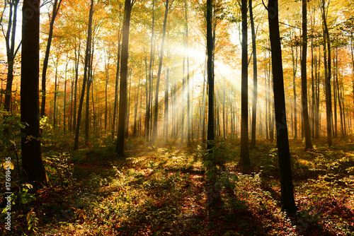Autumn forest © Piotr Krzeslak