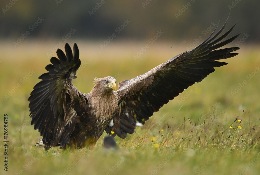 Fototapeta premium White tailed Eagle (Haliaeetus albicilla)