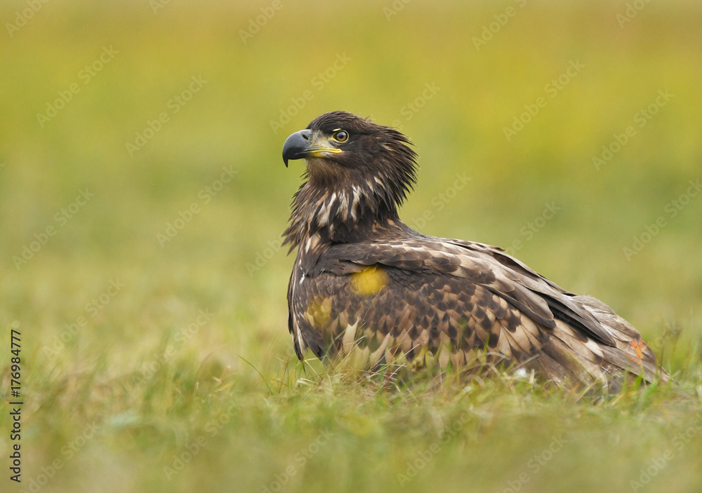 Obraz premium White tailed Eagle (Haliaeetus albicilla)
