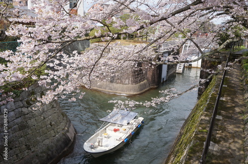 琵琶湖疏水口の桜