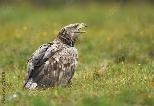 White tailed Eagle  Haliaeetus albicilla 