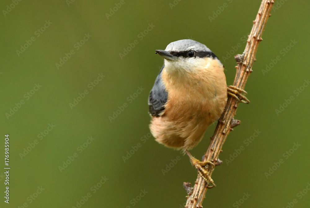 Naklejka premium Nuthatch (Sitta europaea)