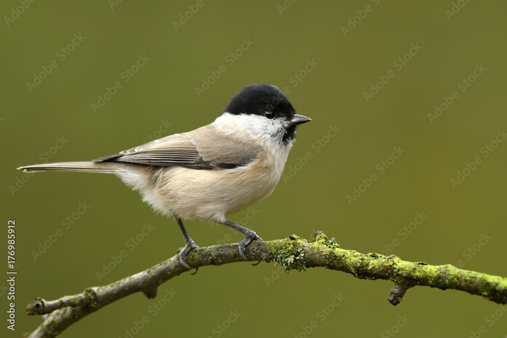 Fototapeta premium Willow Tit (Poecile montanus)