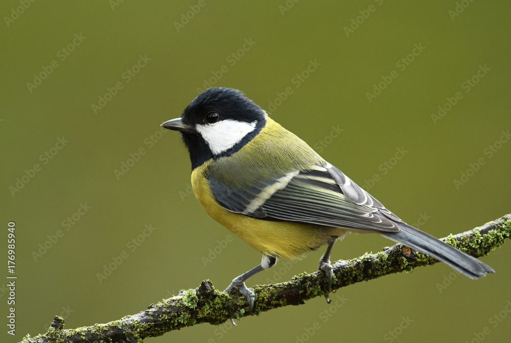 Naklejka premium Great tit (Parus major)