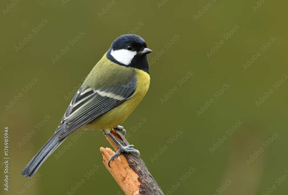 Great tit (Parus major) Great tit (Parus major)