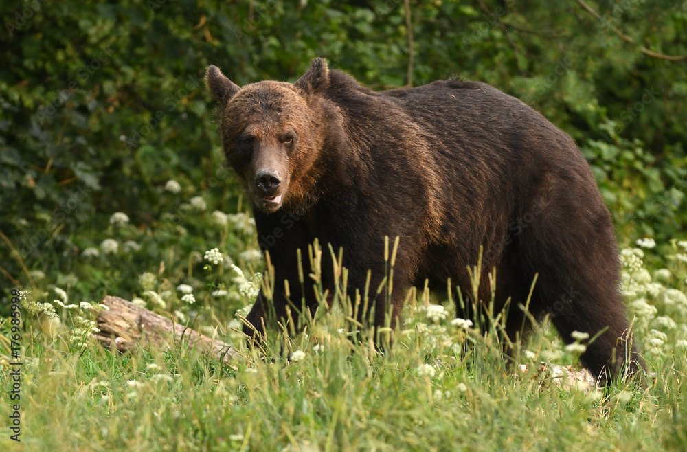 Wild brown bear (Ursus arctos)