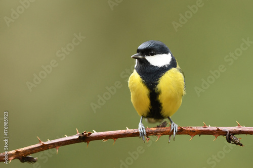 Great tit (Parus major)