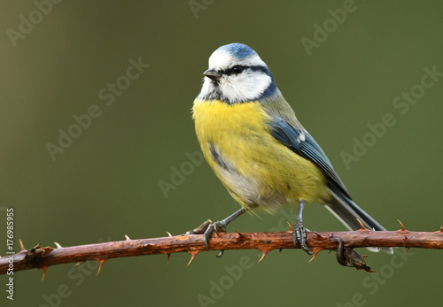 Blue tit