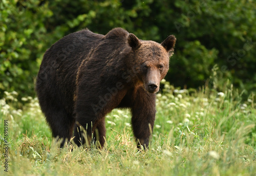 Wild brown bear (Ursus arctos)