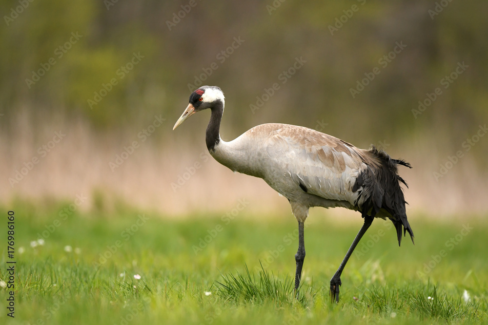 Common crane (Grus grus)