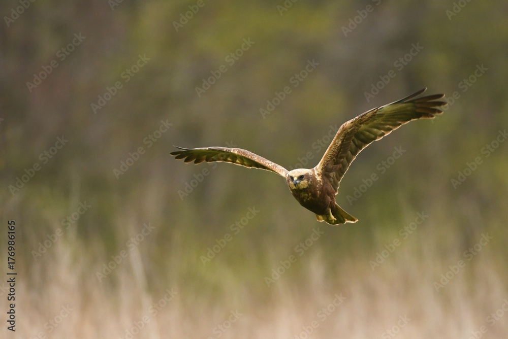 Marsh harrier (Circus aeruginosus) in spring scenery Marsh harrier (Circus aeruginosus) in spring scenery