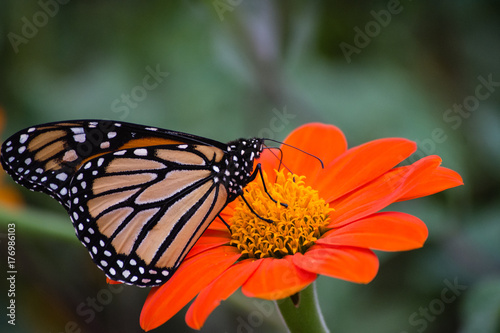beautiful monarch butterfly on zinnia flower in nature  © hollydc