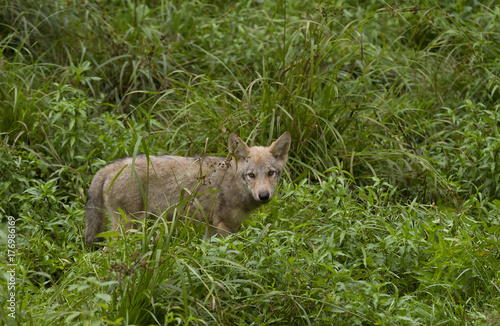 Timber wolf pup or Grey Wolf (Canis lupus) walking through the tall grass in summer in Canada