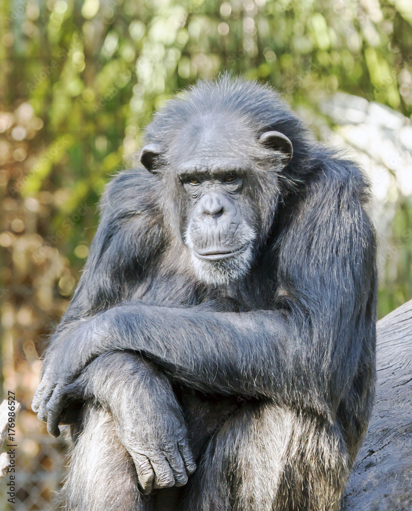 A matue chimpanzee sitting on a rock soaking up warn sun rays. A matue chimpanzee sitting on a rock soaking up warn sun rays.