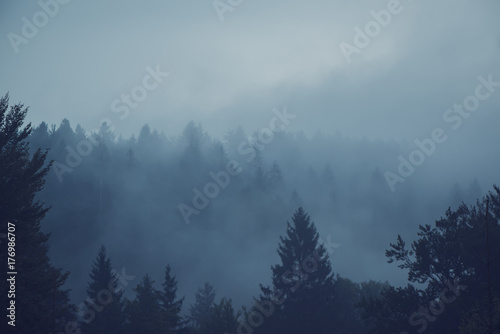 Misty forest of evergreen coniferous trees