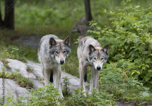 Two Timber wolves or Grey Wolf  Canis lupus  standing on a rocky cliff in summer in Canada