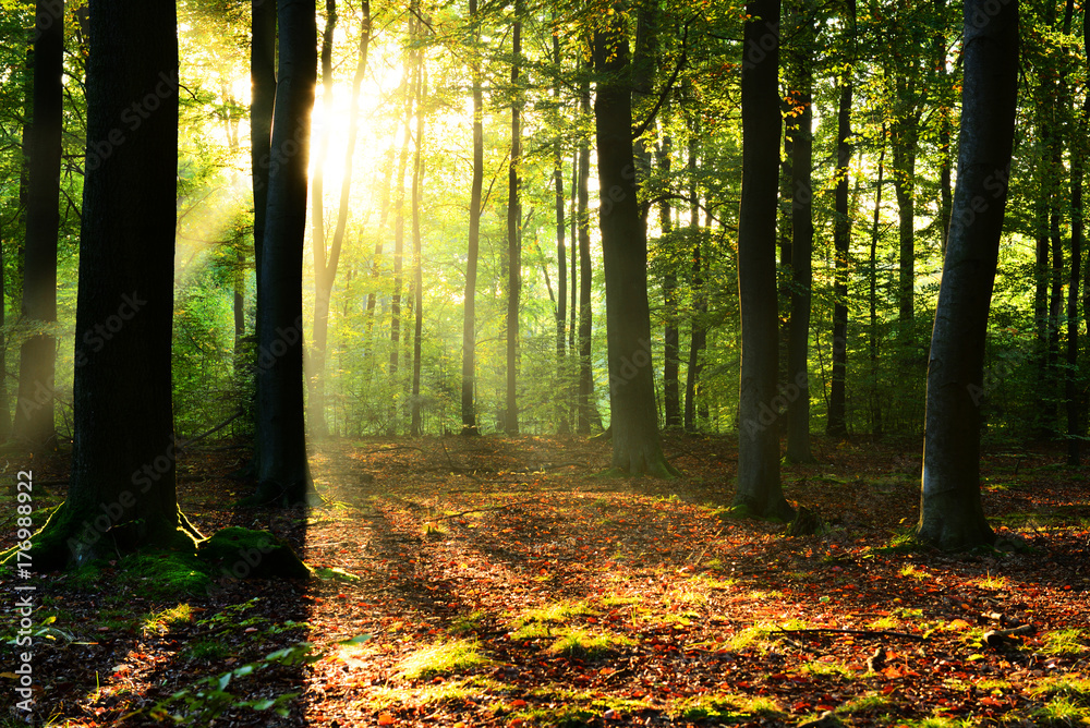 Fototapeta premium Morning in the forest