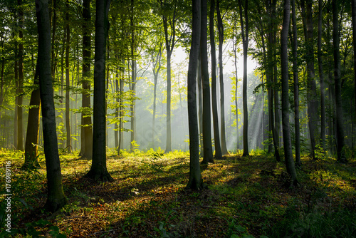 Forest landscape