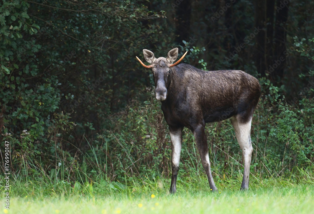 Fototapeta premium Moose (Alces alces)