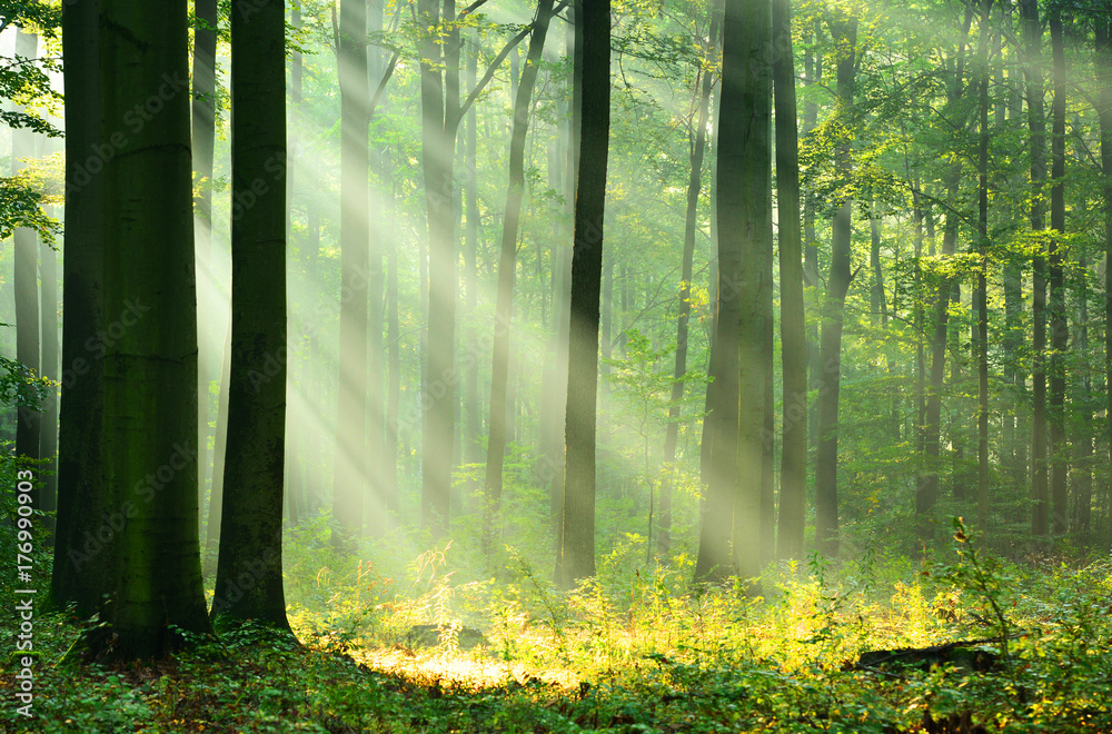 Fototapeta premium Forest landscape