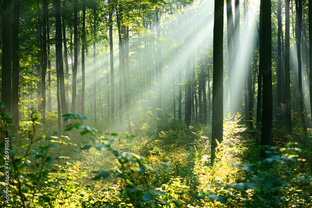 Obraz premium Krajobraz lasu