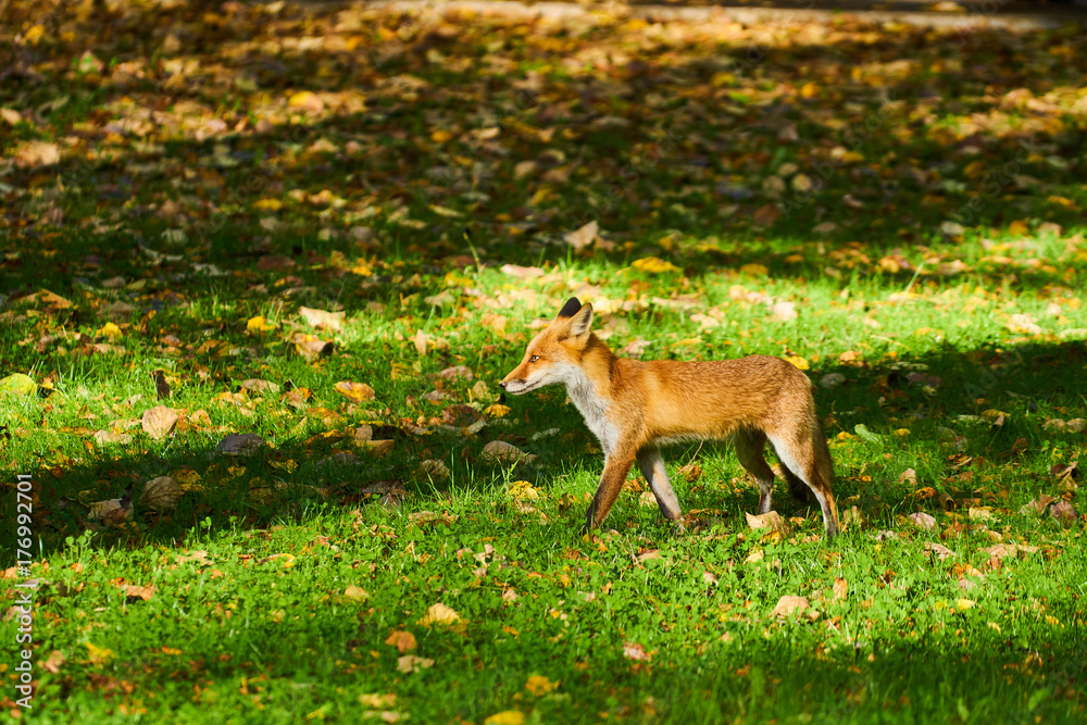 Obraz premium 神楽岡公園のキタキツネ