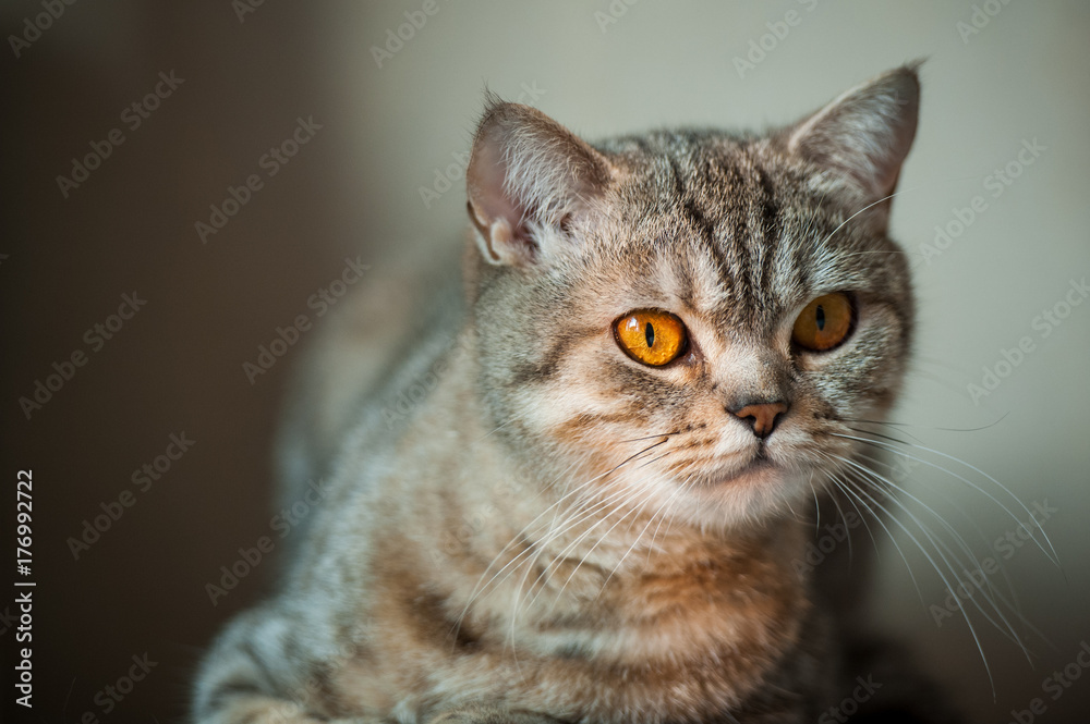 British Shorthair cat with yellow eyes lying on table.
