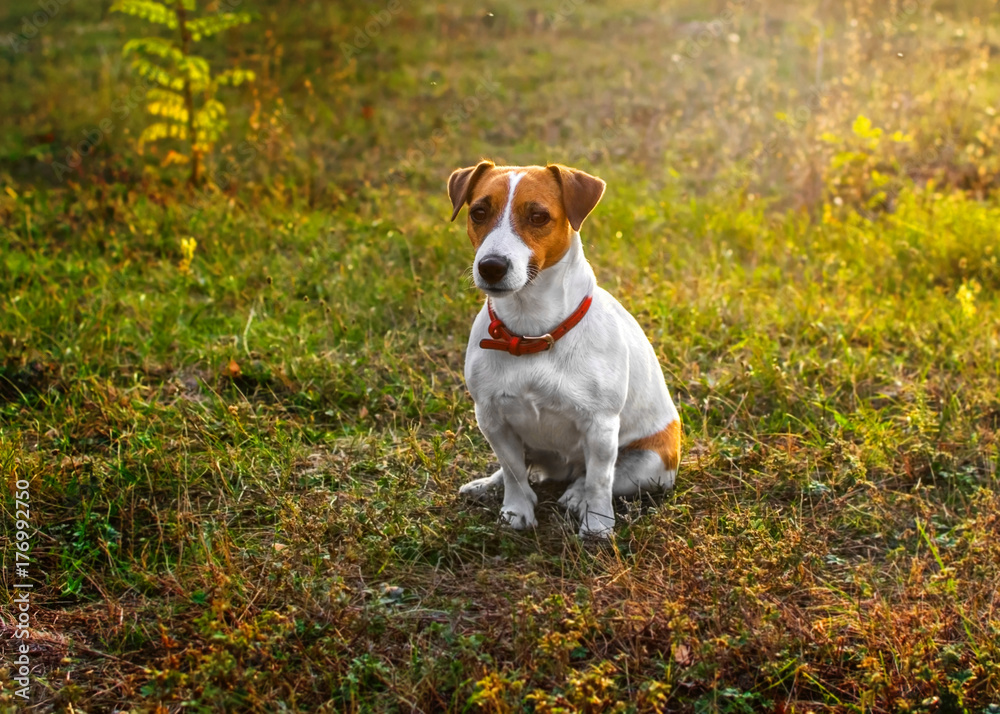 A small cute dog Jack Russell Terrier sitting in autumn park on grass in the rays of the setting sun. Copy space