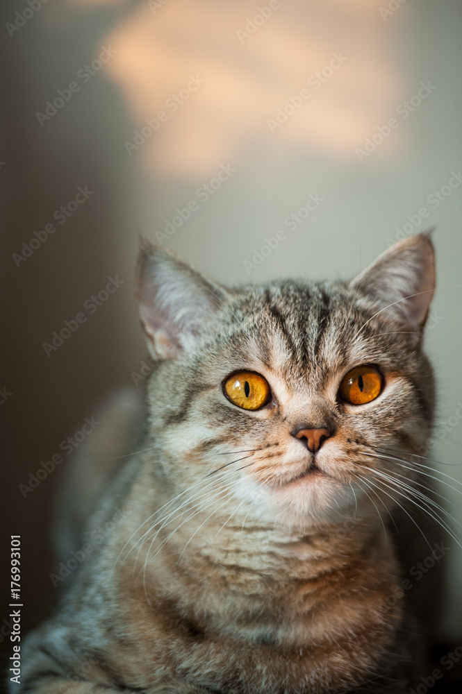 British Shorthair cat with yellow eyes lying on table. British Shorthair cat with yellow eyes lying on table.