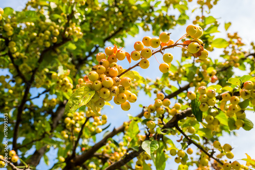 Ripe paradise apples on a tree