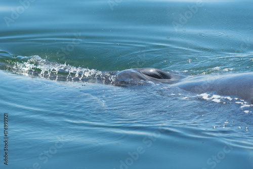 Bryde's whale in Thailand Ocean © chokniti