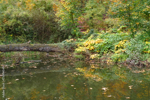 autumn pond