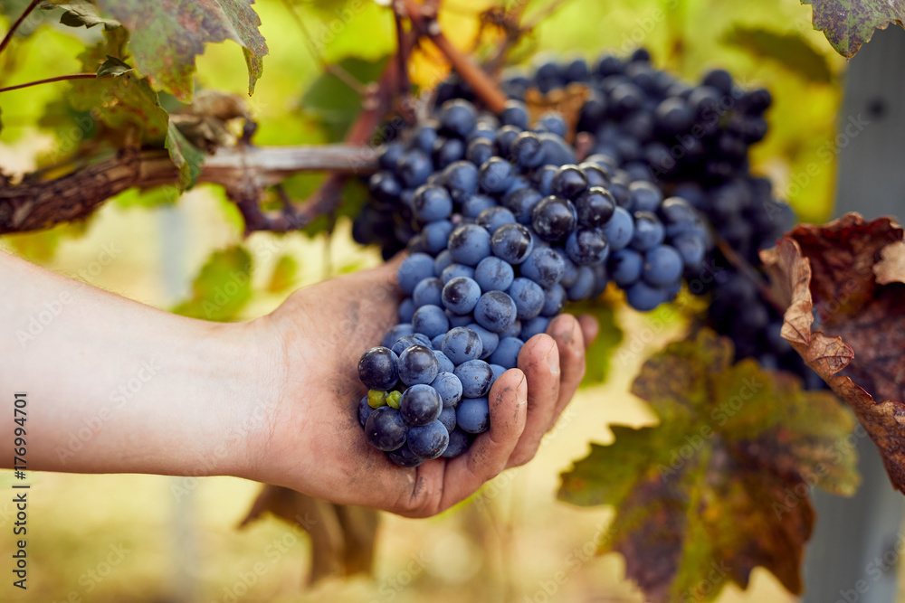Winemaker picking grapes during harvest