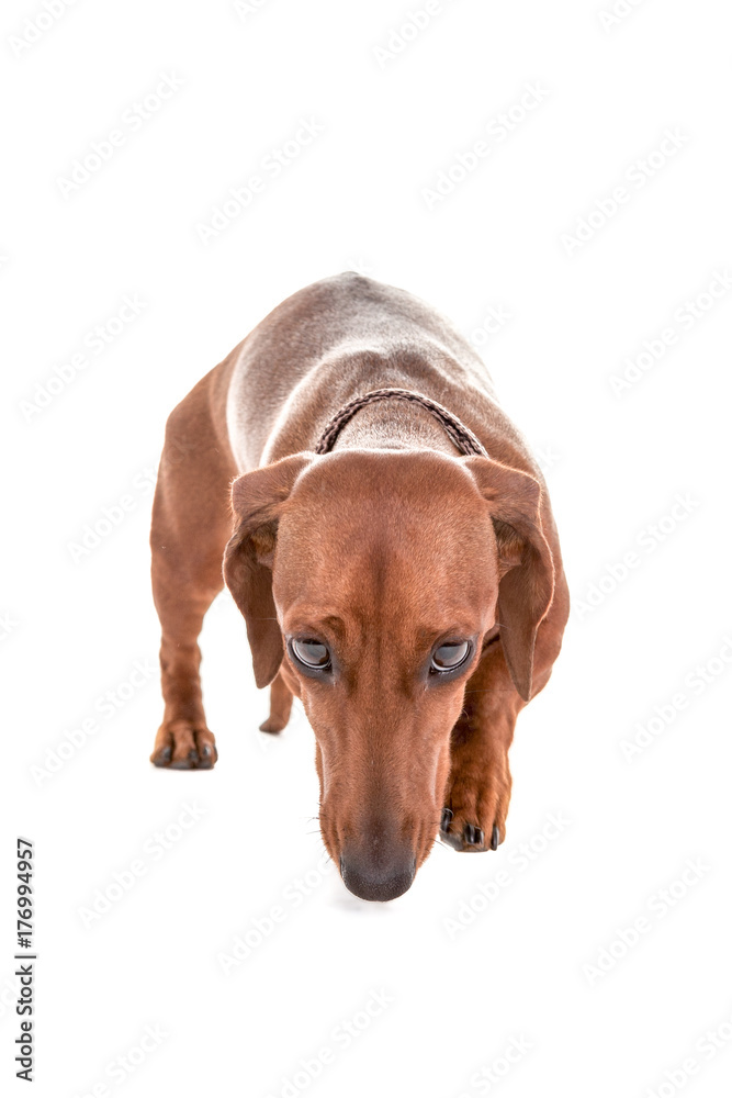  Dachshund Dog isolated over white background