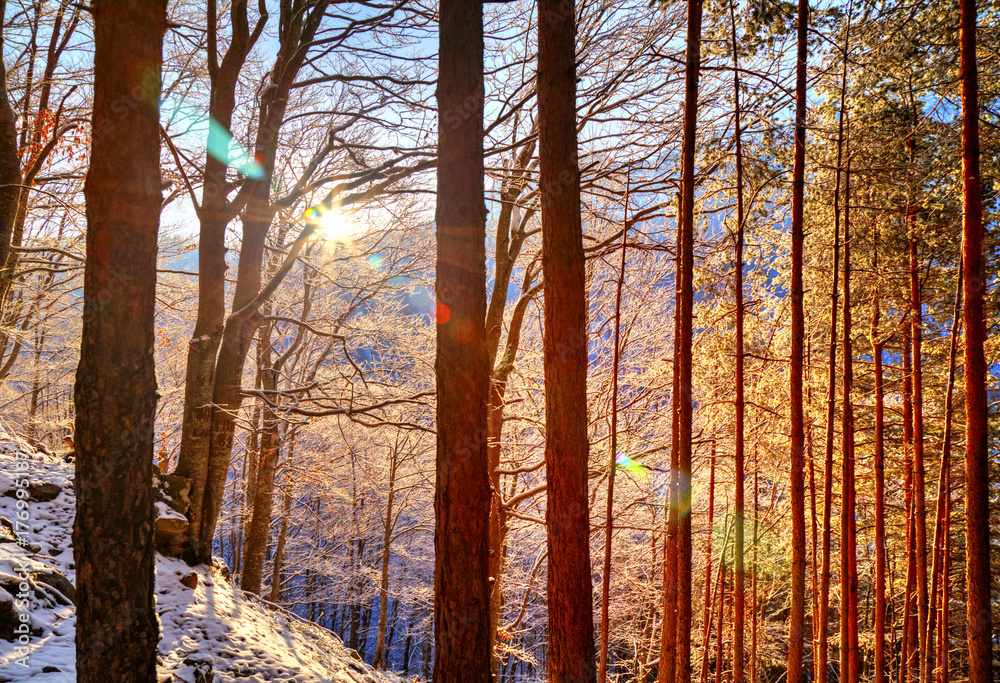 Fototapeta premium Beautiful landscape with sun rays in winter forest