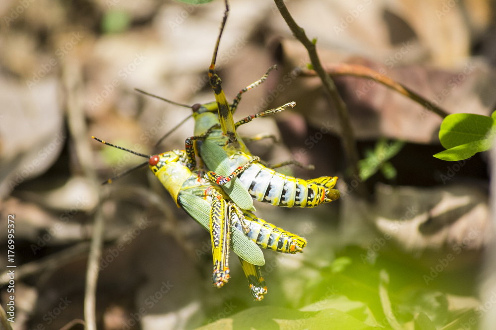 grasshopper mating in their natural environment