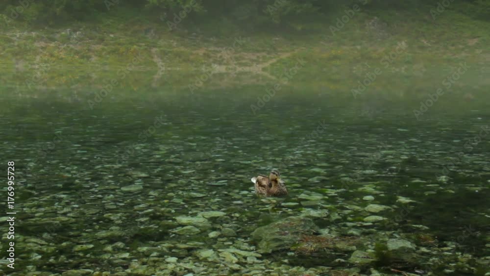 Duck swimming at Grunersee Green lake in Tragoss, Styria, Austria Alps Duck swimming at Grunersee Green lake in Tragoss, Styria, Austria Alps