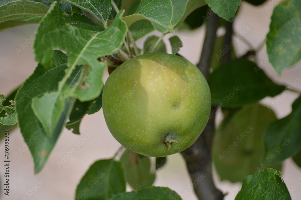 Apple on a tree branch Apple on a tree branch
