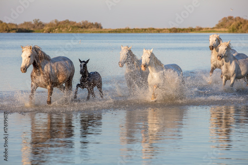 Mystical wild horses of the Camargue France running though water with foal photo