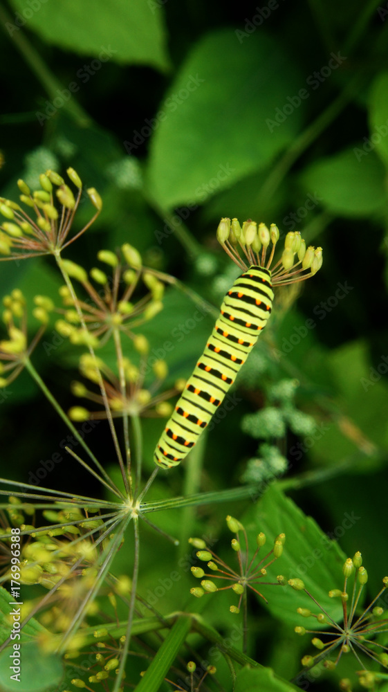 green yellow caterpillar
