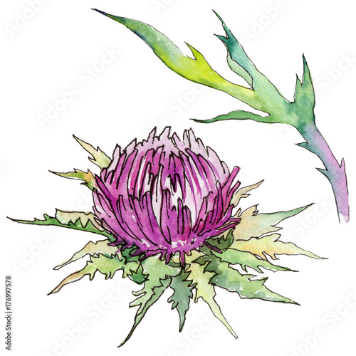 Wildflower thistle flower in a watercolor style isolated. Full name of the plant: thistle, budyak. Aquarelle wild flower for background, texture, wrapper pattern, frame or border.