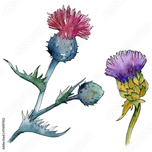 Wildflower thistle flower in a watercolor style isolated. Full name of the plant: thistle, budyak. Aquarelle wild flower for background, texture, wrapper pattern, frame or border. photo