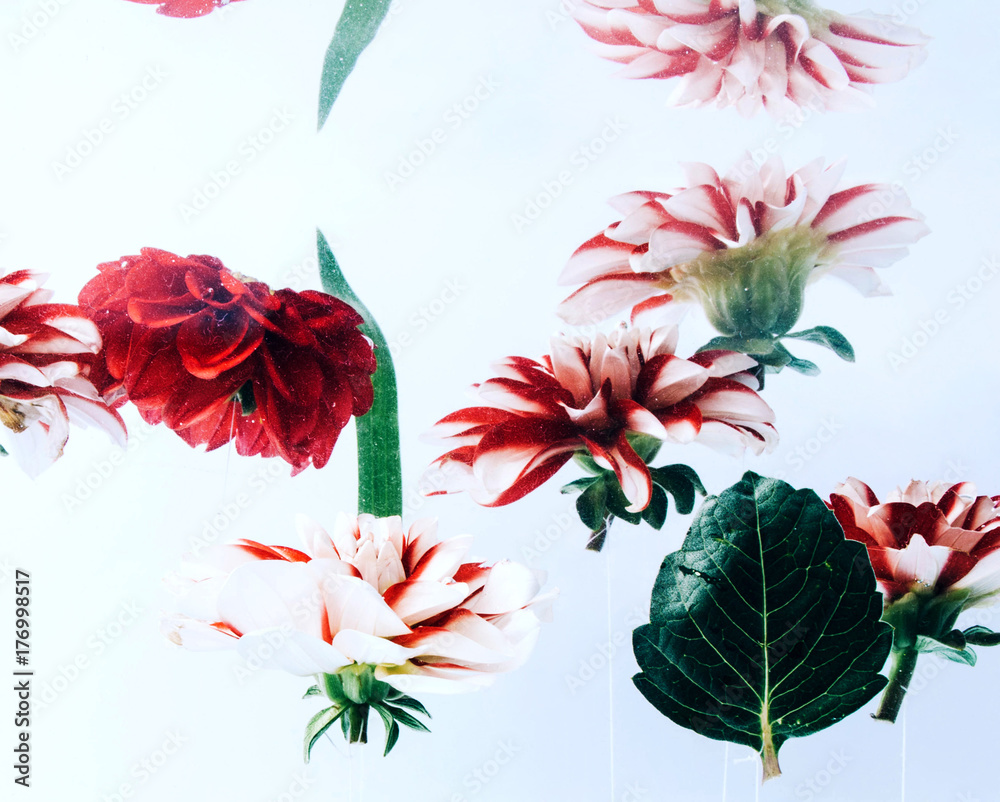 Flowers under water on bright background. Flowers under water on bright background.