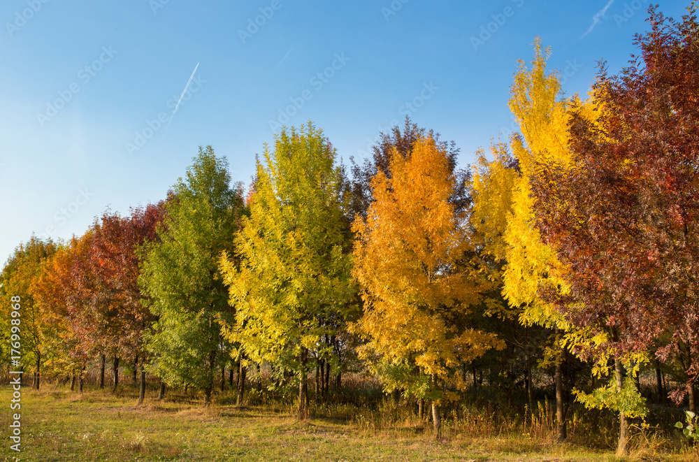 Colorful trees in autumn Colorful trees in autumn