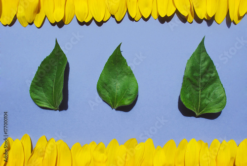 Sunflower petals on lilac background.