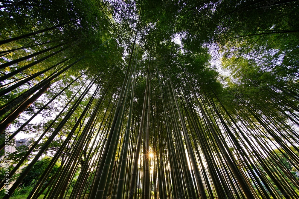 竹林 竹林