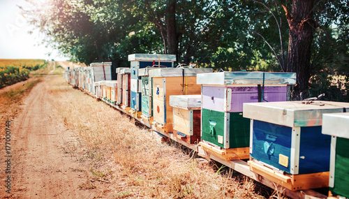 Row of a bee hives in apiary