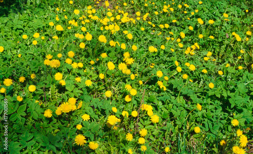 Fototapeta Naklejka Na Ścianę i Meble -  Flowering dandelion branches, in a rustic garden.