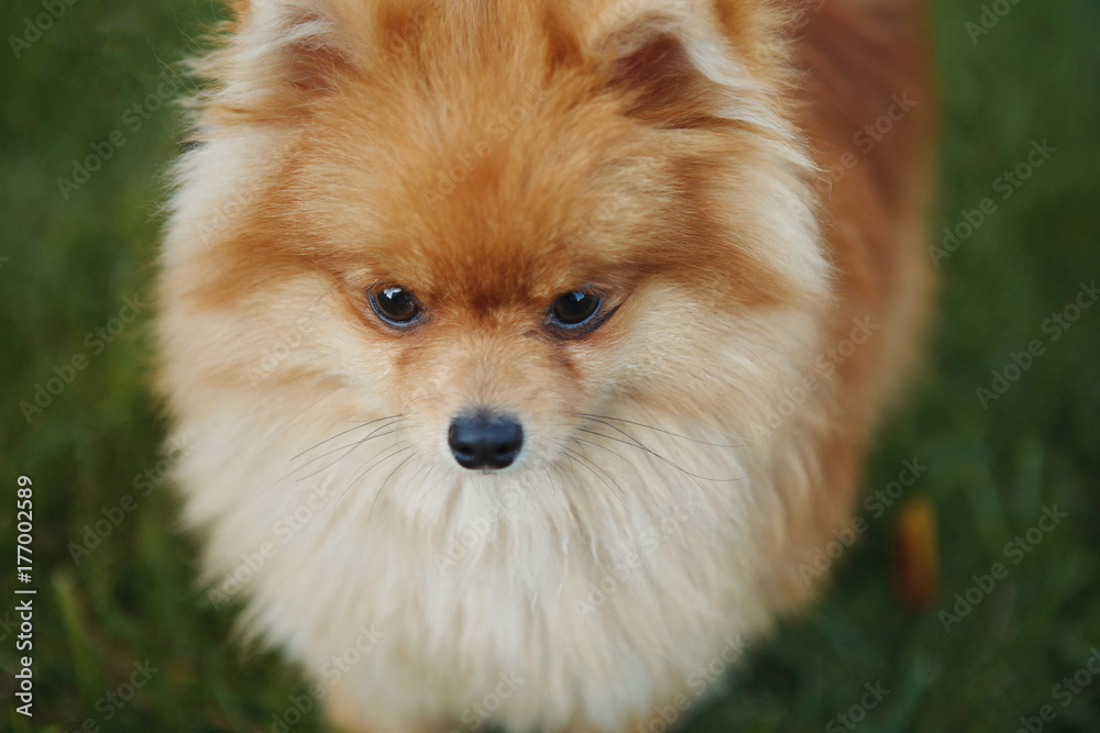 Beautiful dog breed Spitz Beautiful dog breed Spitz