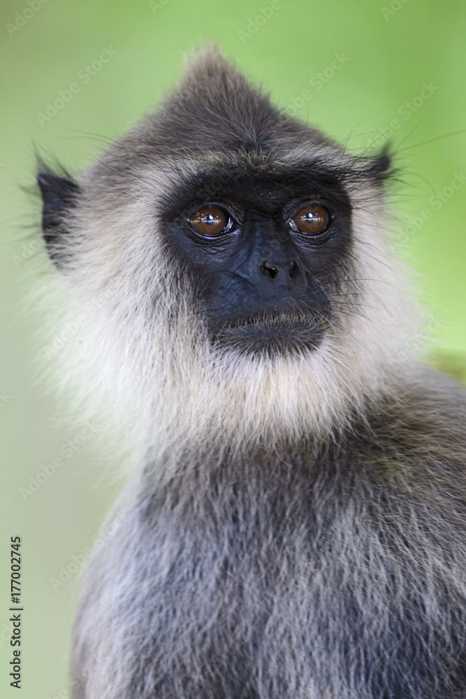 Obraz premium Hanuman Langur - Semnopithecus entellus, Sri Lanka